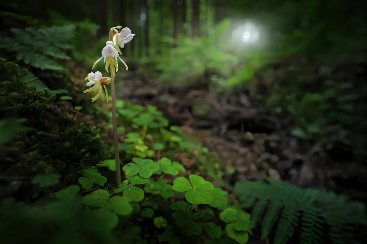 Orquídea Fantasma