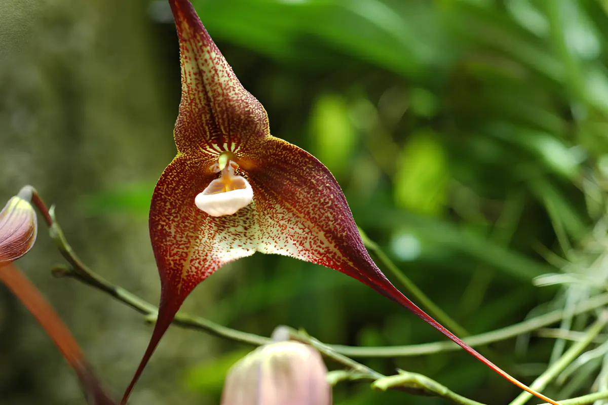 Orquídea Drácula